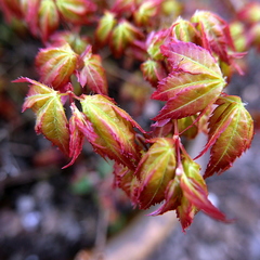 manual focus